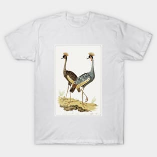 Grey Crowned Crane (1777–1786) T-Shirt